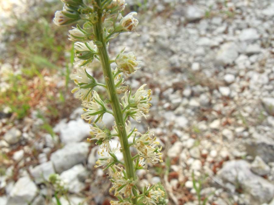 Confronto tra due Reseda: R. lutea e R. alba